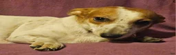 Chihuahua dogs for sale: Princess "T-Cup" - Ad 3