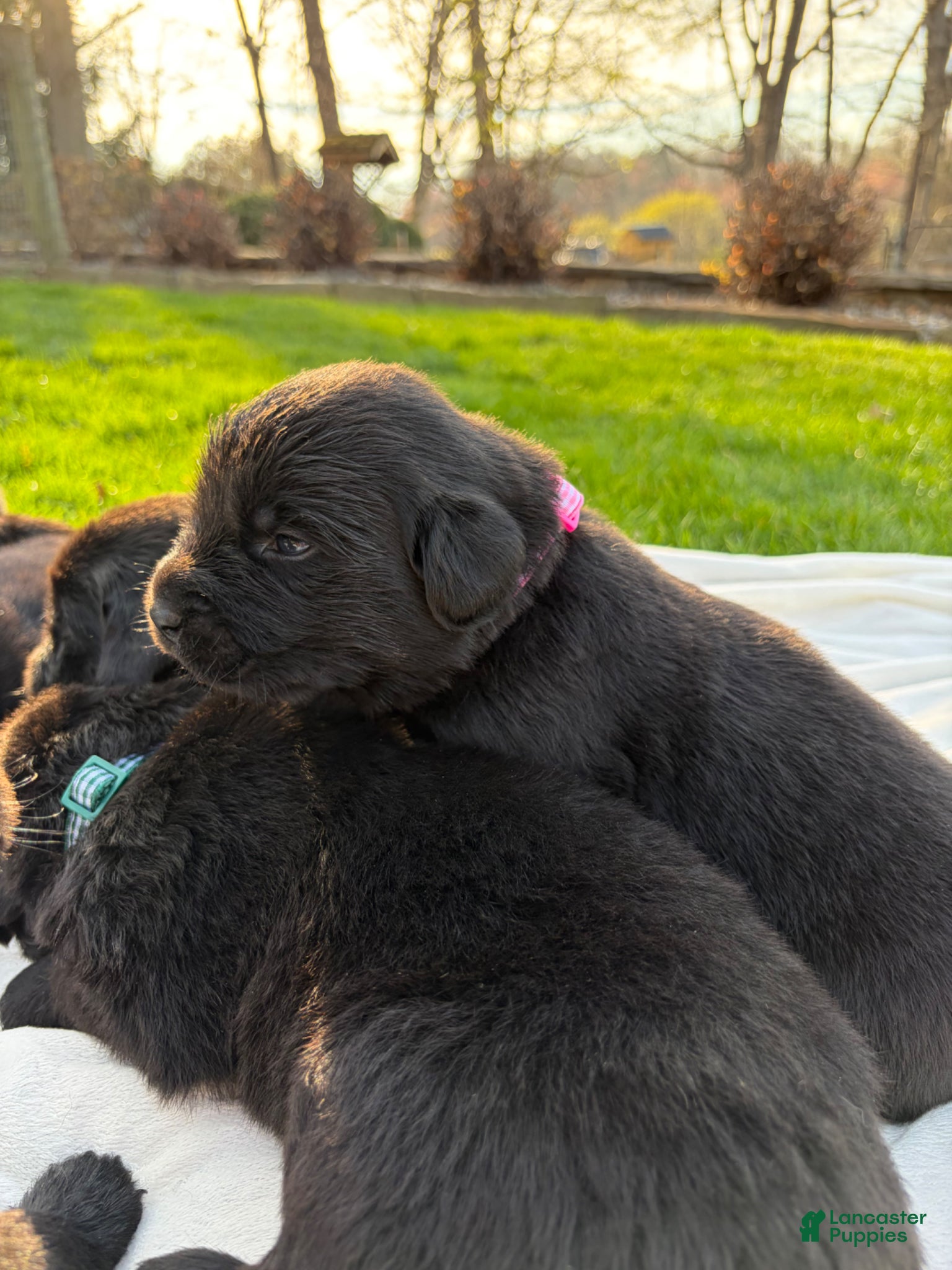 Newfoundland dogs Luna  - Ad 2