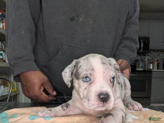 American Bully dogs XL American Bully female - Ad 38