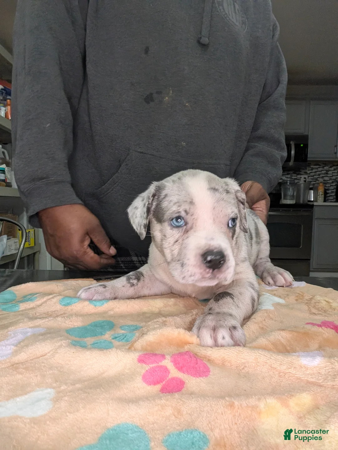 American Bully dogs for sale: XL American Bully female  - Ad 1