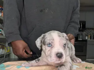 American Bully dogs XL American Bully female - Ad 36