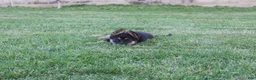 German Shepherd dogs for sale: Maggie - Ad 4