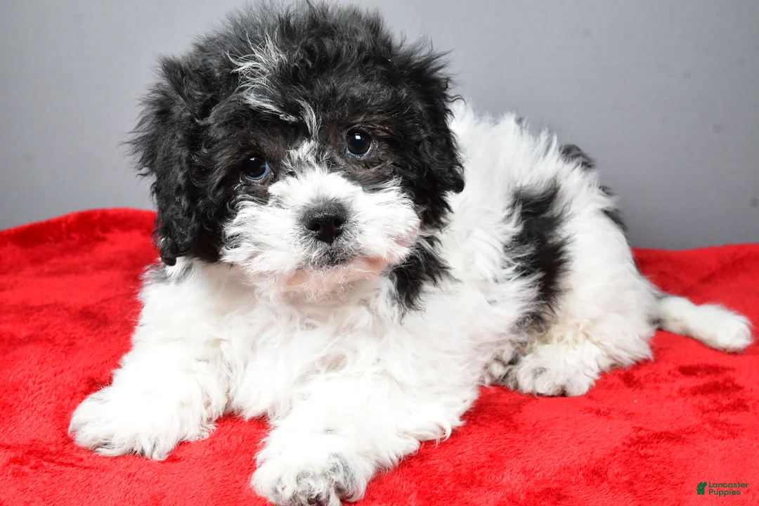 Teddy Bear dogs for sale: Cindy - Ad 4