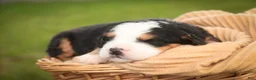 Mini Bernedoodle dogs for sale: Mercedes Mini Bernedoodle  - Ad 4