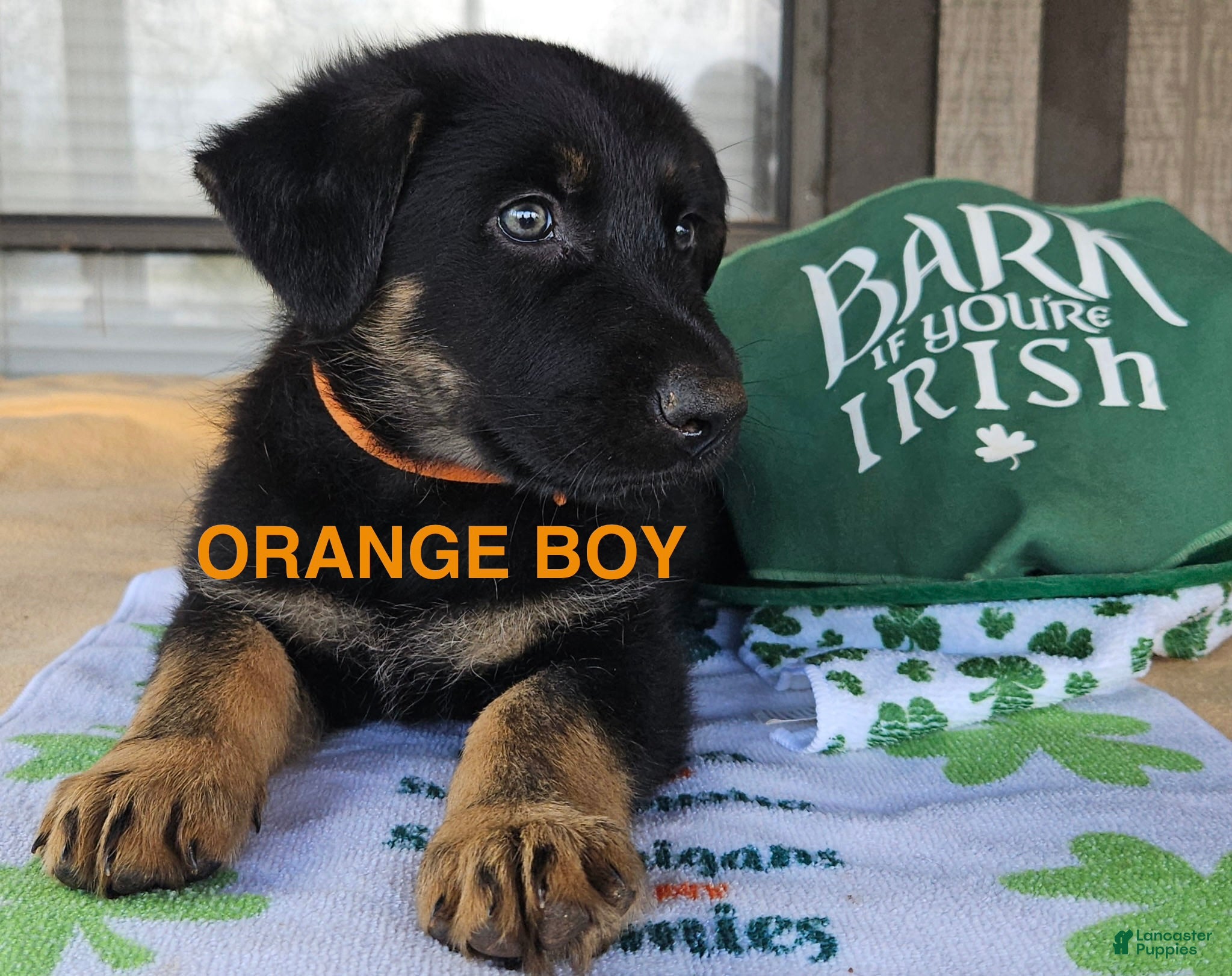 German Shepherd dogs Orange boy - Ad 1