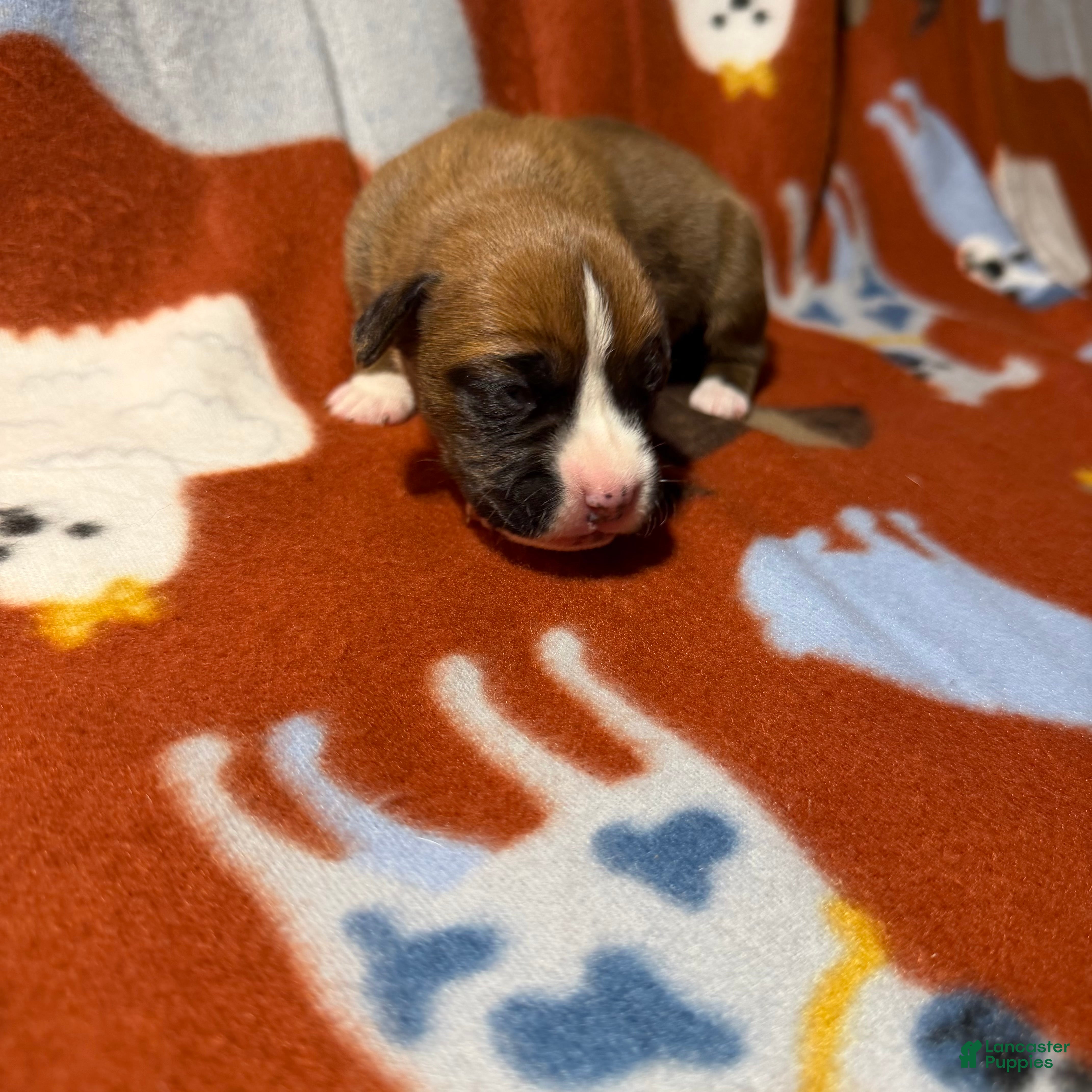 Boxer dogs Teddy - Ad 11