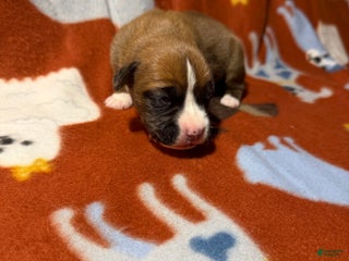 Boxer dogs Teddy - Ad 10