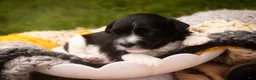 Havanese dogs for sale: Apollo Havanese  - Ad 5
