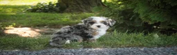 Mini Bernedoodle dogs for sale: Maya Mini Bernedoodle  - Ad 3