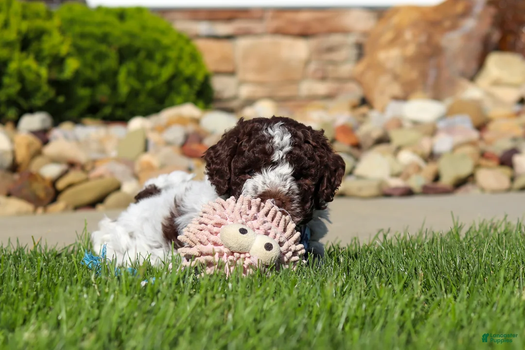 Lagotto Romagnolo dogs for sale: Riley - Ad 2