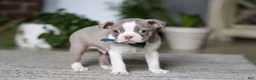 Boston Terrier dogs for sale: Riley - Ad 4