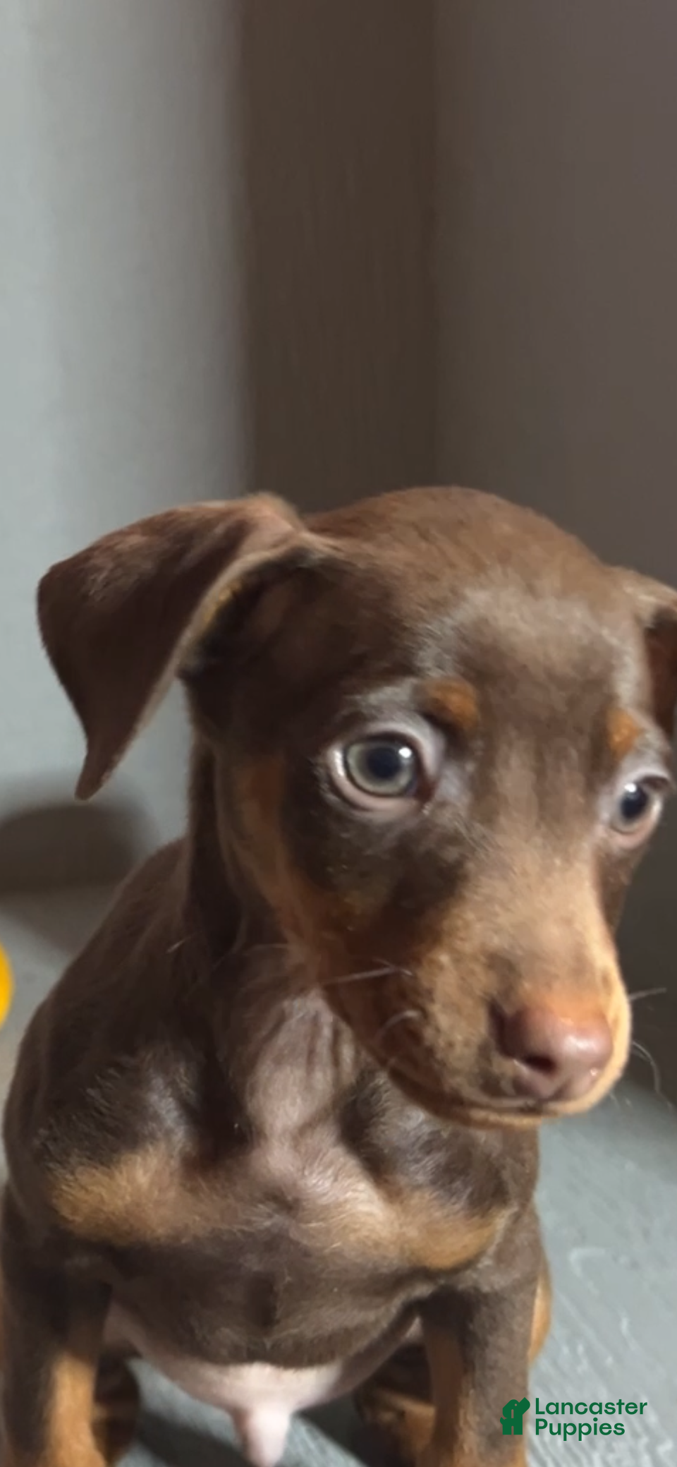 Miniature Pinscher dogs Toffee - Ad 1