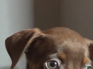 Miniature Pinscher dogs Toffee - Ad 1