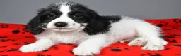 Mixed Breed dogs for sale: Rylan - Ad 5