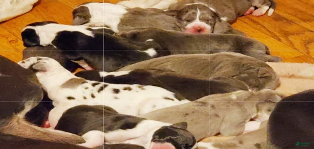 Gallery Image {{count}}