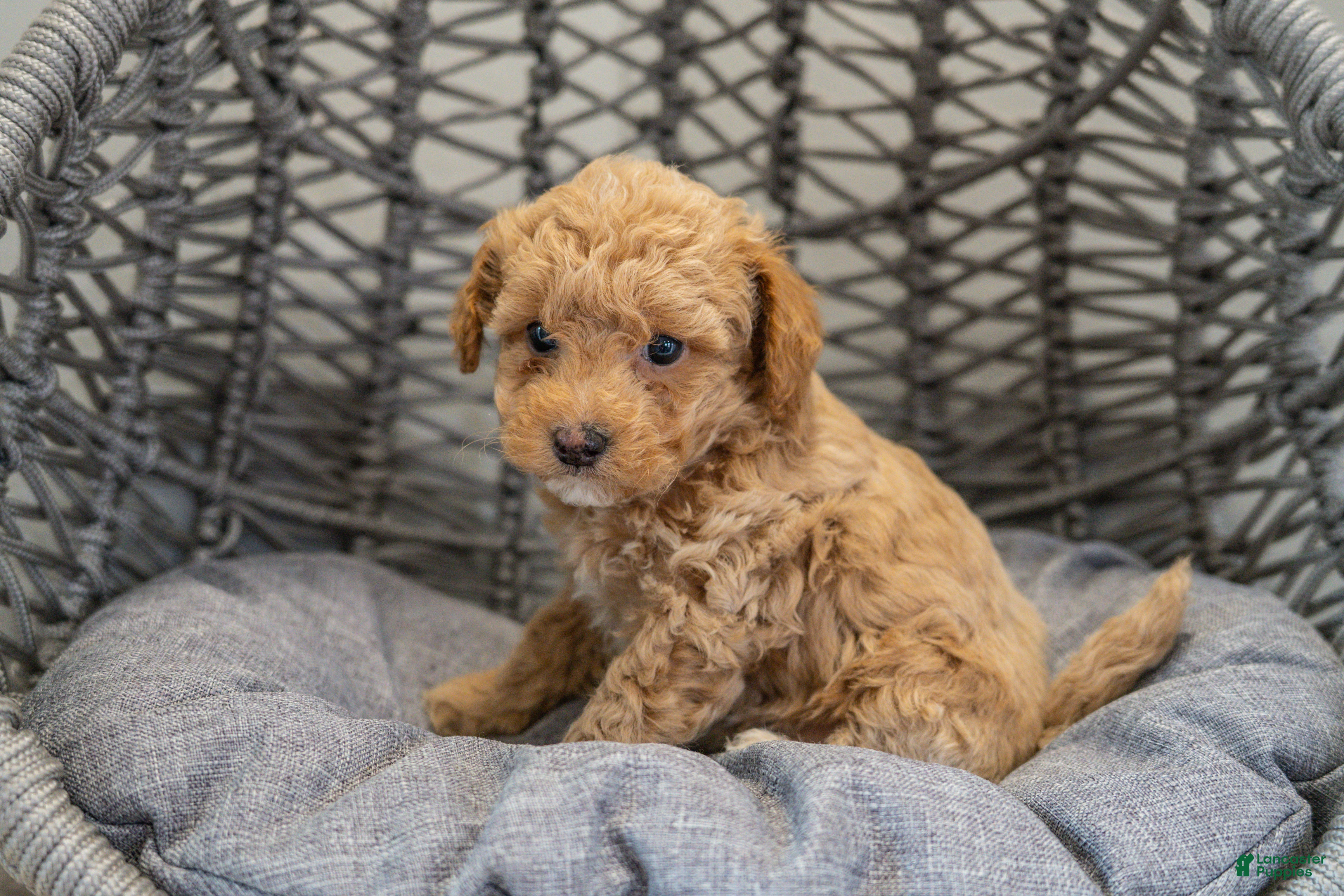 Cockapoo dogs Stella - Ad 1