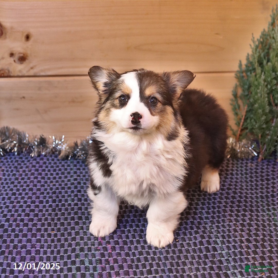 Welsh Corgi Pembroke dogs for sale: Hazel - Ad 3