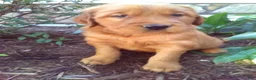 Mixed Breed dogs for sale: Vern - Ad 1