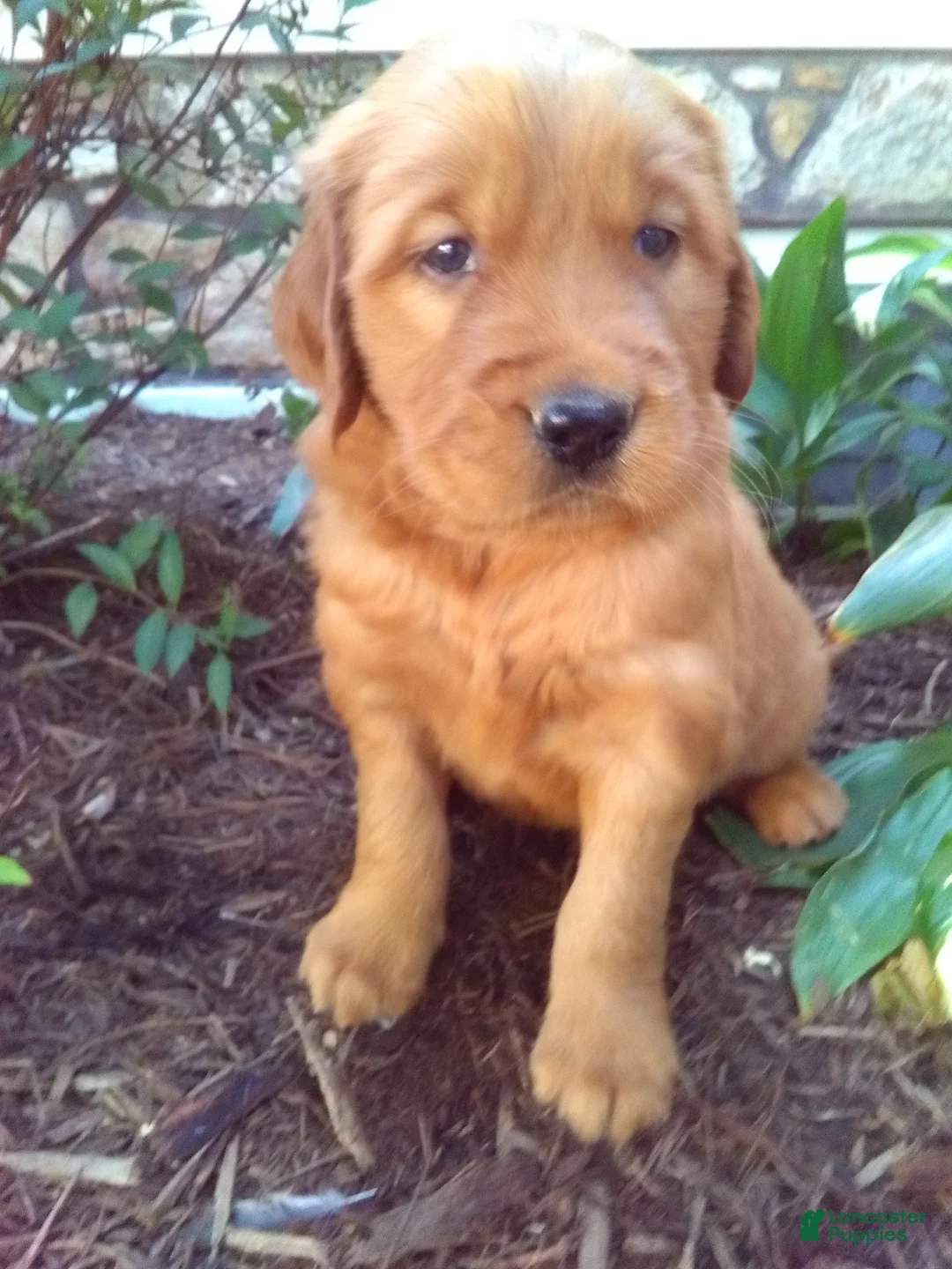 Mixed Breed dogs for sale: Vern - Ad 1