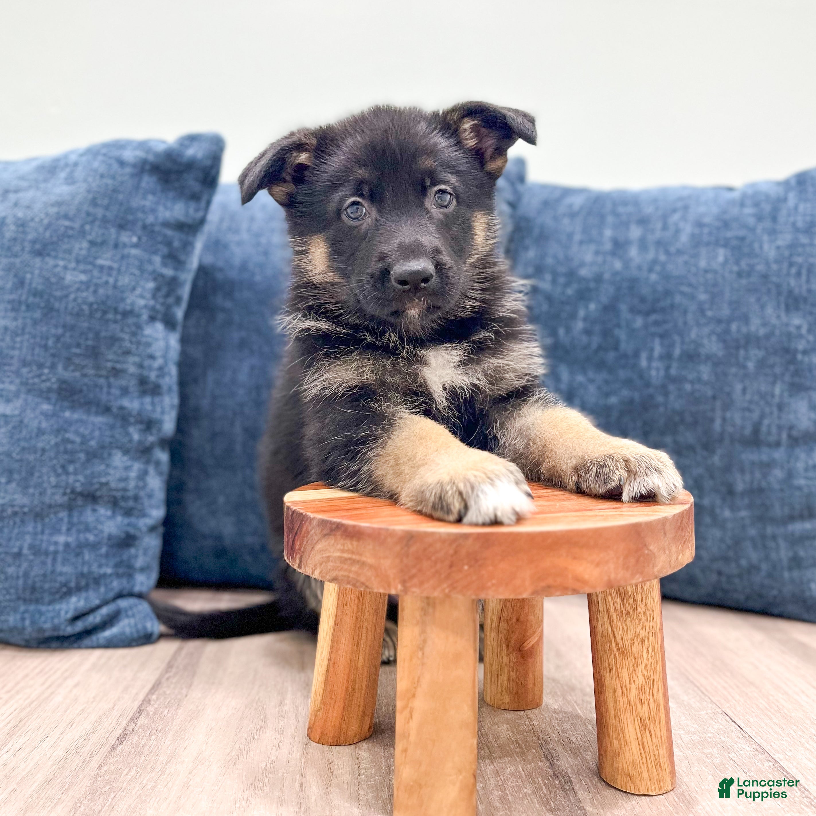 German Shepherd dogs Jerry - Ad 2