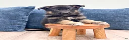 German Shepherd dogs for sale: Jerry - Ad 2