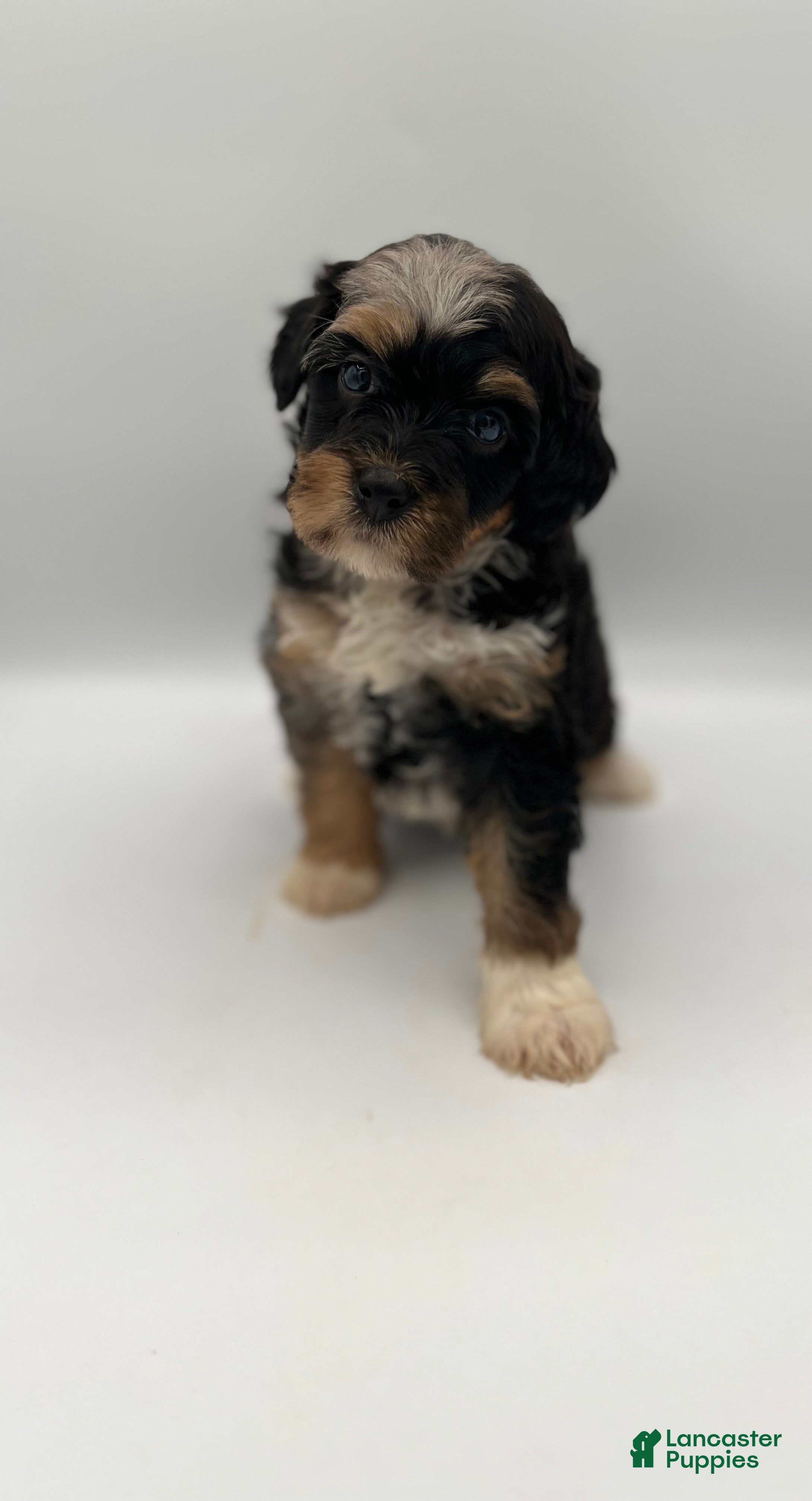 Bernedoodle dogs Cali - Ad 2