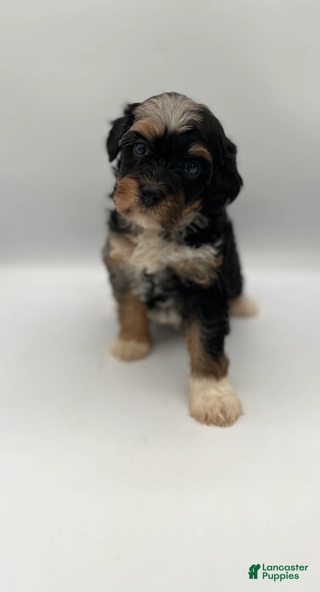 Bernedoodle dogs for sale: Cali - Ad 2