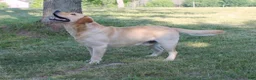 Labrador Retriever dogs for sale: Foxy - Ad 8