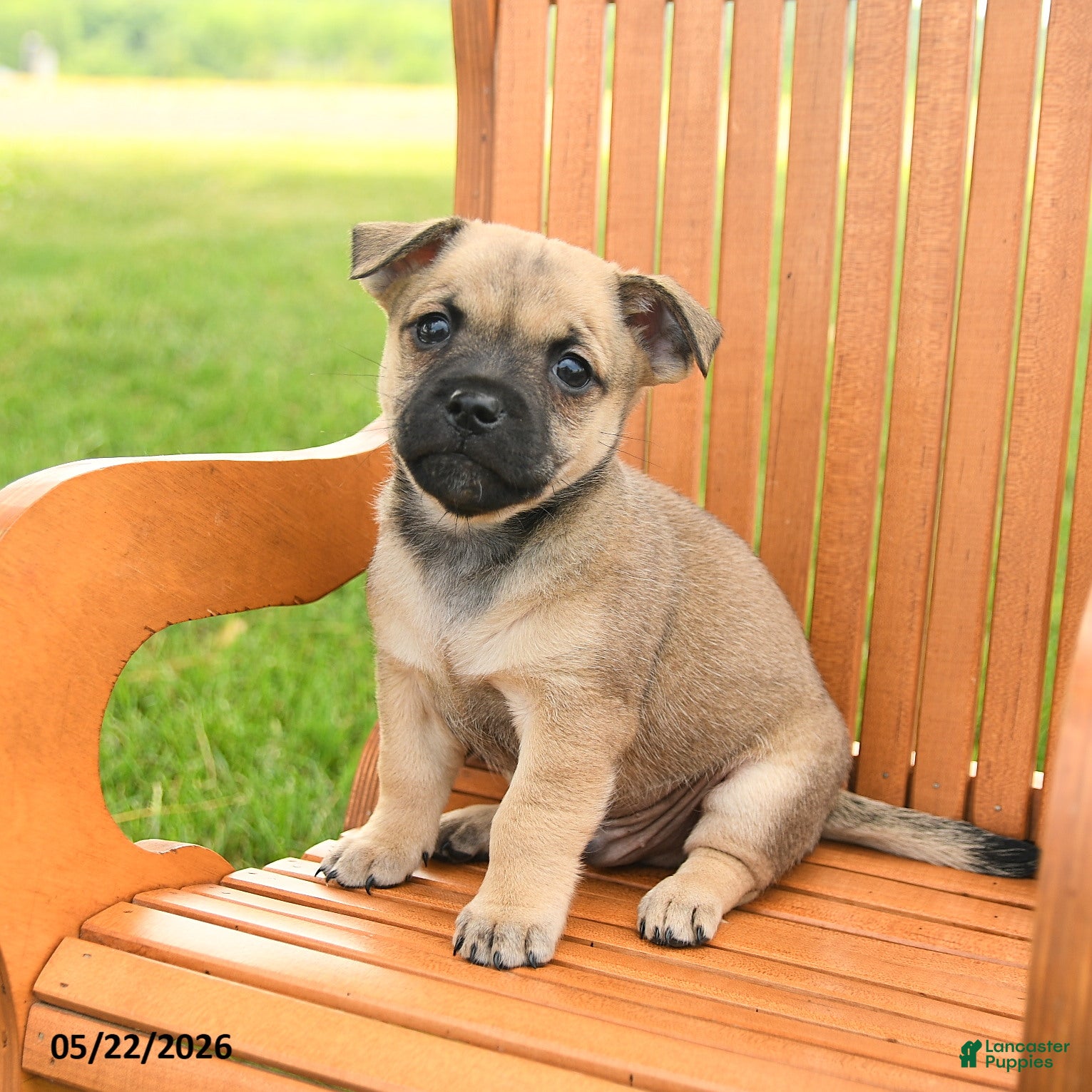 Jug dogs Kristoff - Ad 2