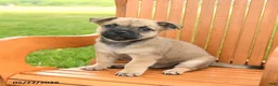 Jug dogs for sale: Kristoff - Ad 2