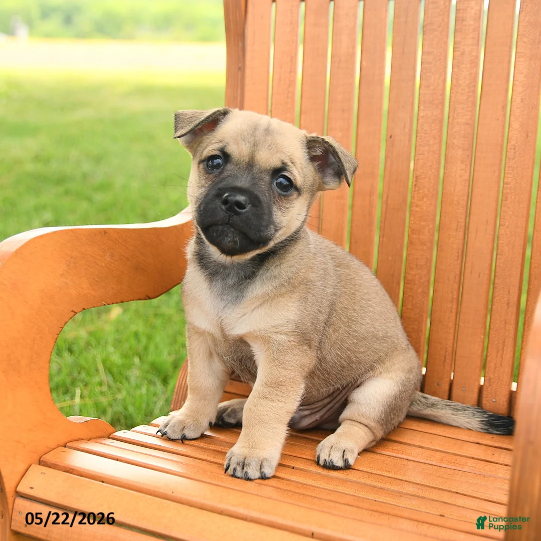 Jug dogs for sale: Kristoff - Ad 2