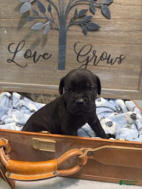 Cane Corso dogs Boy 3 - Ad 2