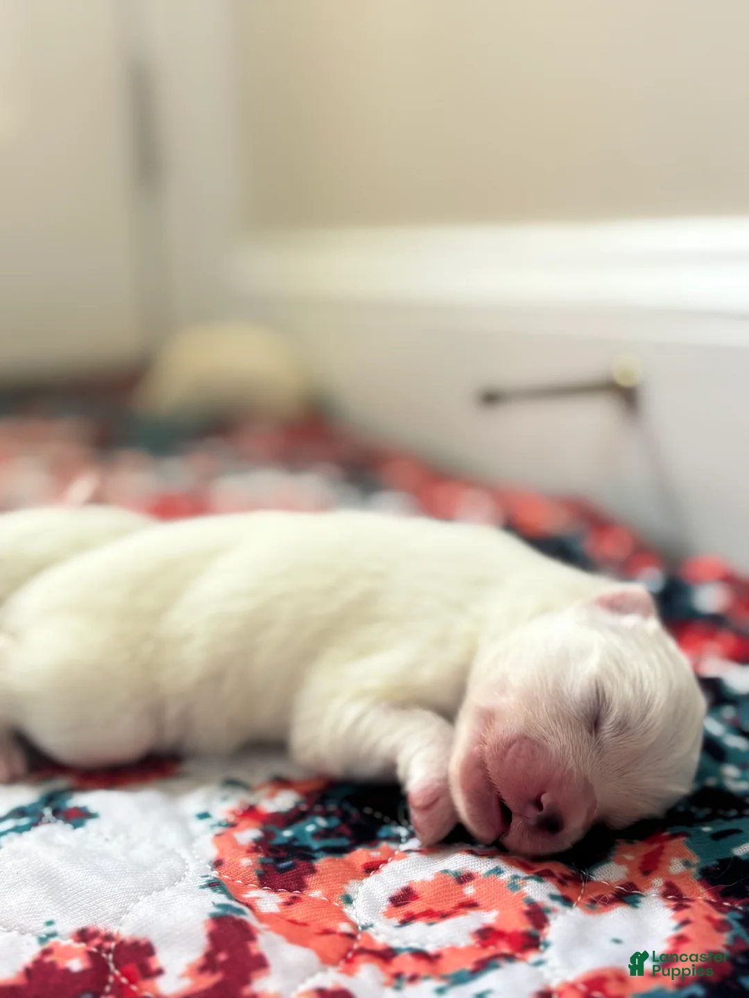 Samoyed dogs for sale: Maverick - Ad 2