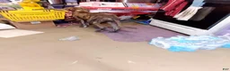 Great Dane dogs for sale: Great Dane 7 - Ad 15