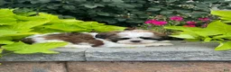Shih Tzu dogs for sale: Sheldon - Ad 2