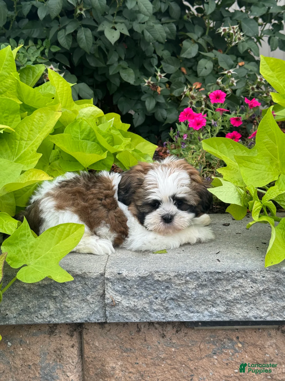Shih Tzu dogs for sale: Sheldon - Ad 2