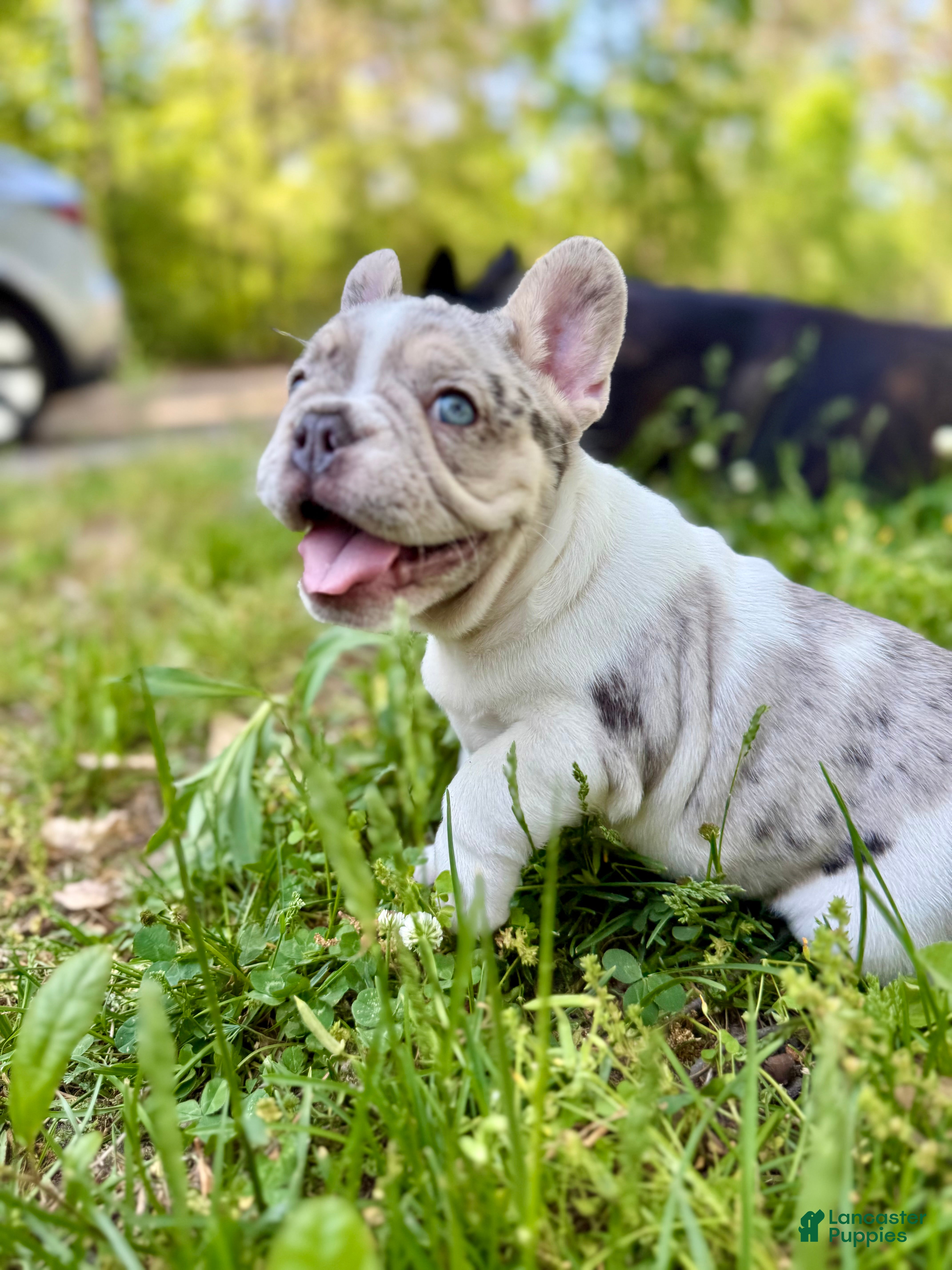 French Bulldog dogs Bowser - Ad 12