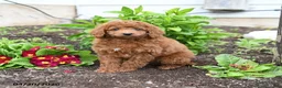 Mini Goldendoodle dogs for sale: Dodger - Ad 1