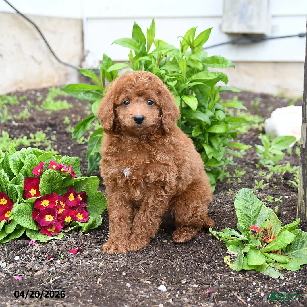 Mini Goldendoodle dogs for sale: Dodger - Ad 1