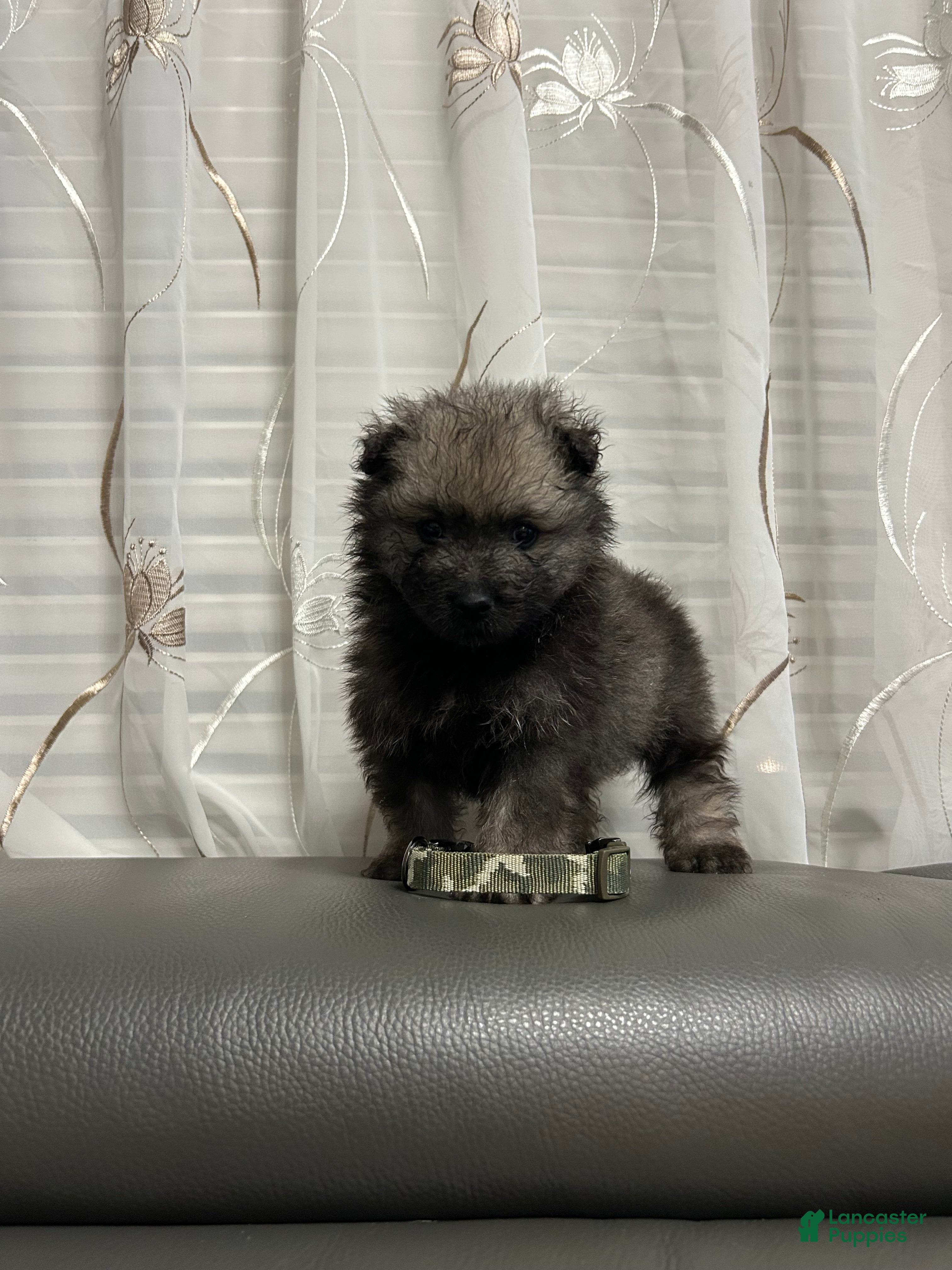 Keeshond dogs Daisy  - Ad 4