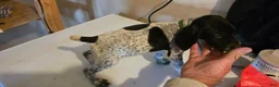 German Shorthaired Pointer dogs for sale: German Shorthaired Pointer Puppy 3 - Ad 1