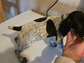 German Shorthaired Pointer dogs for sale: German Shorthaired Pointer Puppy 3 - Ad 1