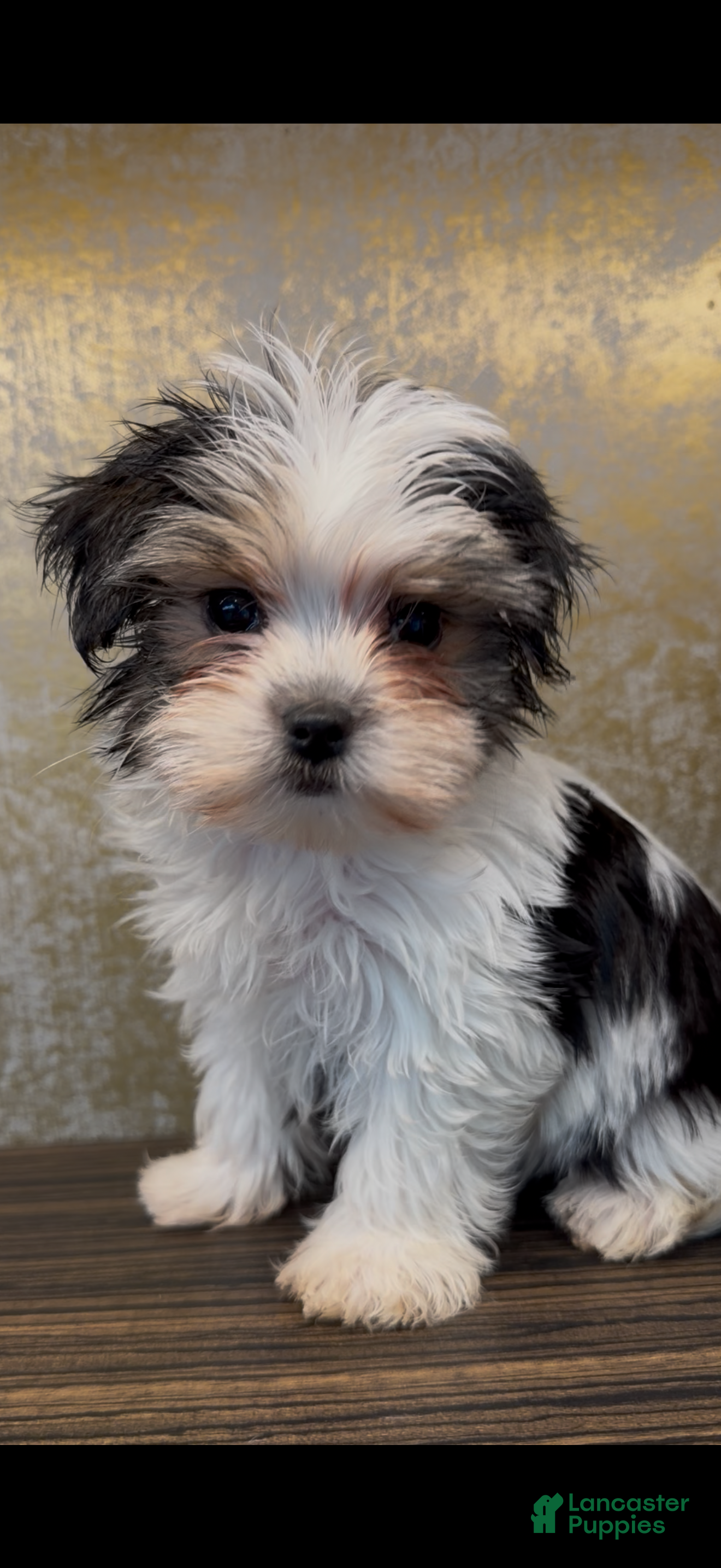 Morkie dogs Maggie - Ad 1