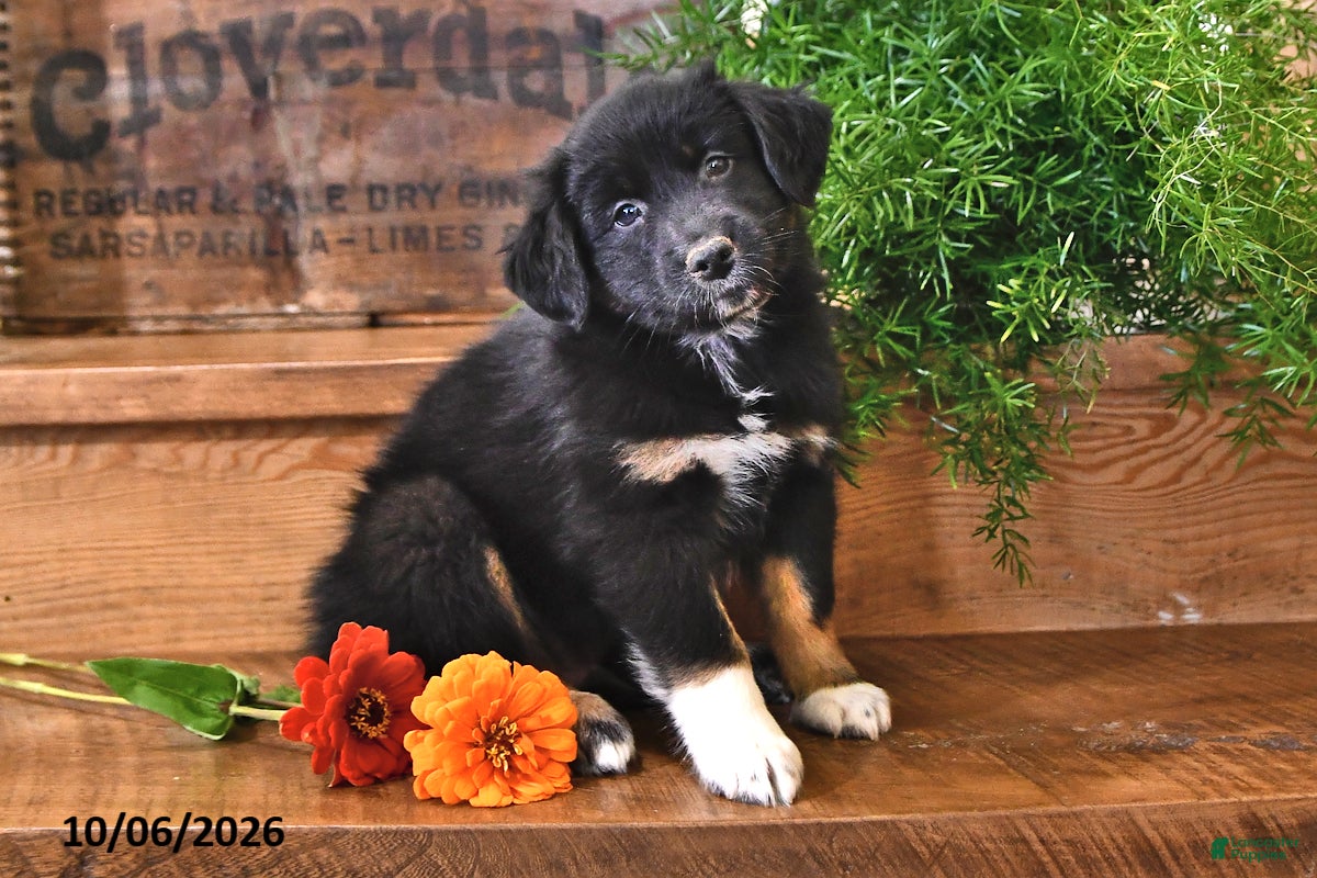 Australian Shepherd dogs for sale: Richie - Ad 1