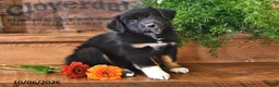 Australian Shepherd dogs for sale: Richie - Ad 3