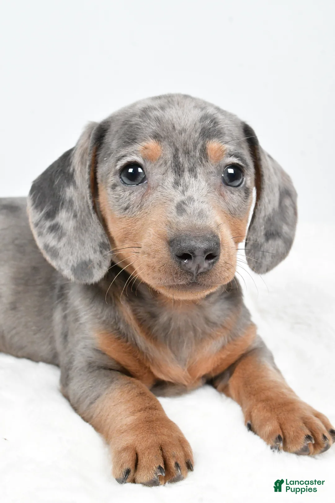 Dachshund dogs for sale: Cash - Ad 5