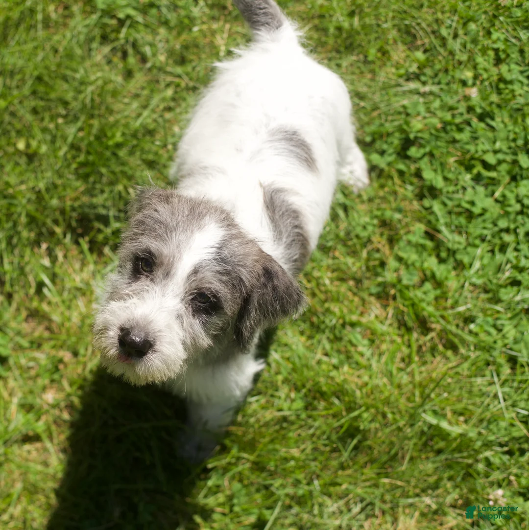 Mixed Breed dogs for sale: Khaleesi  - Ad 9