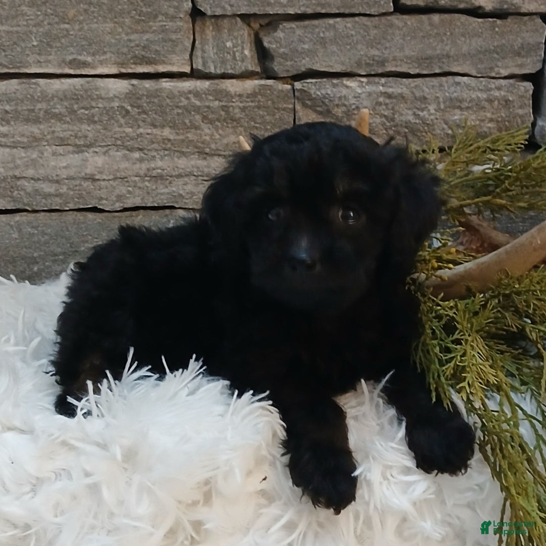 Miniature Poodle dogs for sale: Pete  - Ad 2