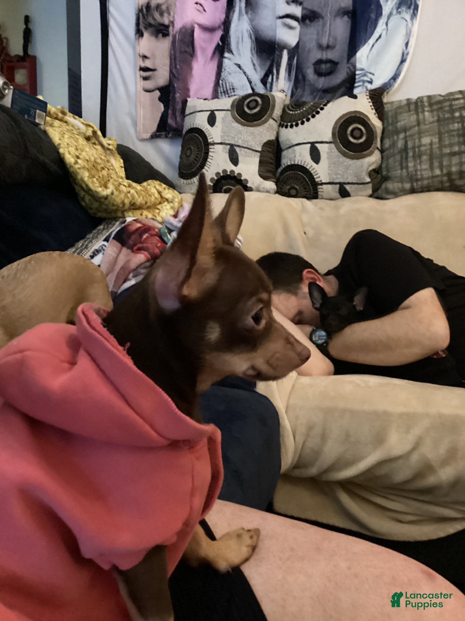 Chihuahua dogs Apple - Ad 2