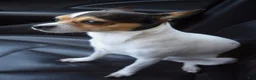 Chihuahua dogs for sale: Chihuahua 1 - Ad 2